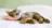 sleeping_cat